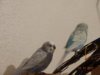 DSC02114.JPG
