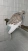 IMG-20171124-WA0047.jpeg