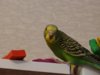 DSC02158.JPG