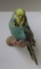 0 IMG_7245.JPG