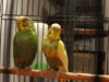 DSC04083.JPG