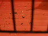 DSC04089.JPG