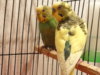 DSC04097.JPG