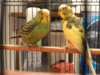 DSC04103.JPG
