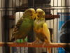 DSC04112.JPG