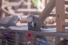 _DSC9732@0,25x.jpg