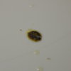 DSCN6720.JPG