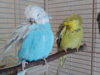 20180131_105117_Burst01.jpg