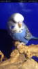Screenshot_20180201-082632.png