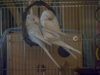 P1160009@0,25x.jpg