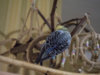 P2030062-2@0,25x.jpg