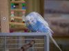 _2090101@0,25x.jpg