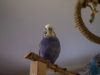 _2090008@0,25x.jpg