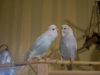_2090295@0,25x.jpg