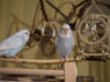 _2090302@0,25x.jpg