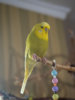 _3080034@0,25x.jpg