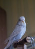_3160266@0,33x.jpg