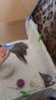 864D1E3C-077F-419C-9321-3C74854666BB.png