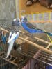CBE35FE9-9464-40D9-B830-3EBD6122E043.jpeg