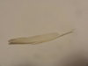 DSC04136.JPG