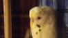 DSCF9378.JPG