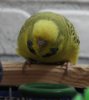 IMG_6339.JPG