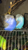 7EA732B2-5B05-4DD2-8D5B-824678A7F729.png