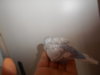 DSCN2784.JPG