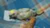 DSCF9378.JPG