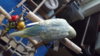 DSCF9490.JPG