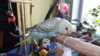 DSCF9501.JPG