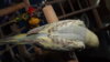 DSCF9538.JPG