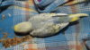 DSCF9554.JPG
