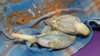 DSCF9553.JPG