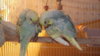 DSCF9631.JPG