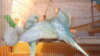 DSCF9623.JPG