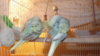 DSCF9621.JPG