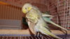 DSCF9677.JPG
