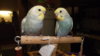 DSCF9731.JPG