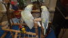 DSCF9736.JPG