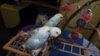 DSCF9744.JPG