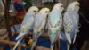 DSCF9754.JPG