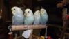 DSCF9756.JPG