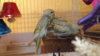 DSCF9949.JPG