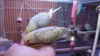 DSCF0342.JPG