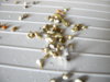 DSCN9677.JPG
