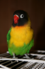 Masked_Lovebird_(Agapornis_personata)_pet_on_cage.png