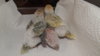 DSCF0579.JPG