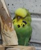 IMG_0299.JPG