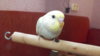 DSCF0613.JPG